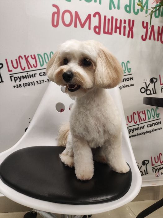 Грумінг, стрижка собак та котів, шукаю моделей на грумінг