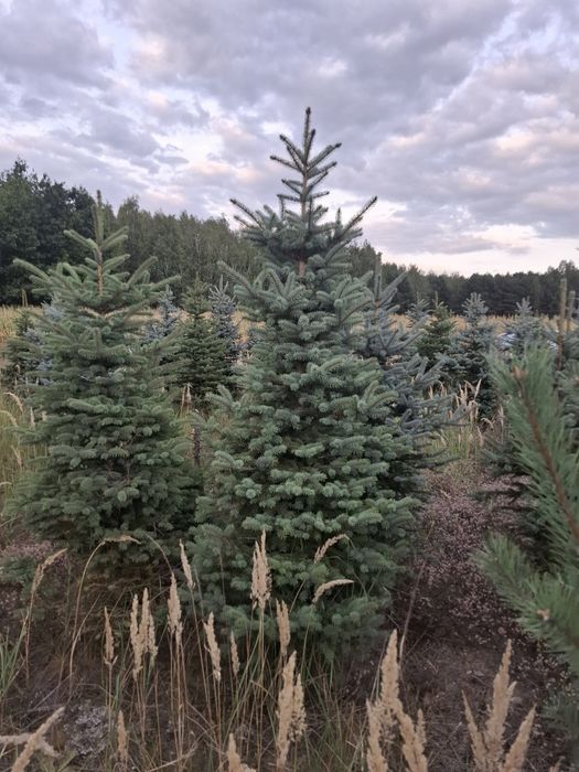 Hortensja różne odmiany