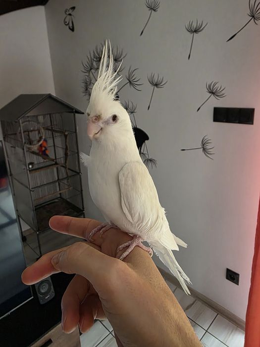 Nimfa z klatką i wyposażeniem