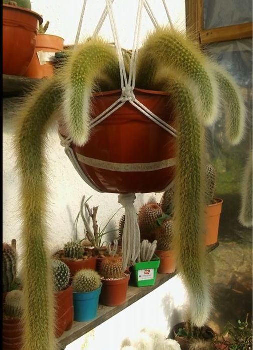 Кактус Хильдевинтера( обезьяний хвост)