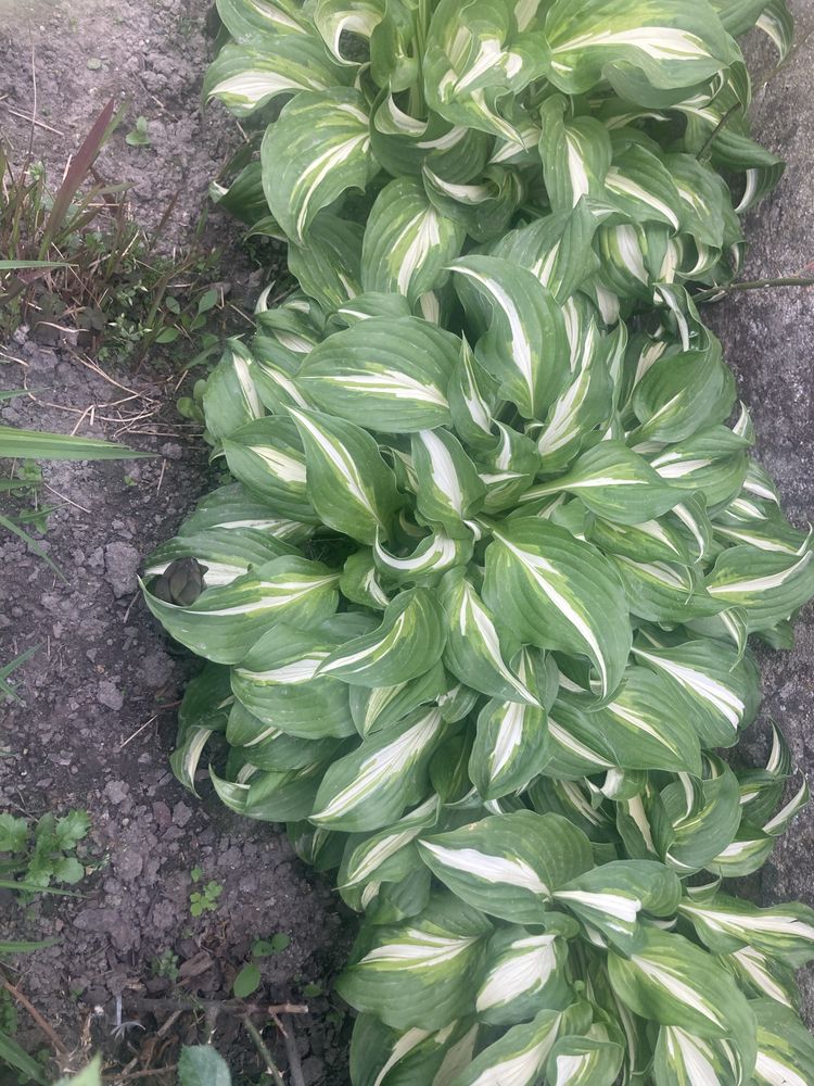Funkia hosta ozdobne liście, liliowce niebieska trawa i inne