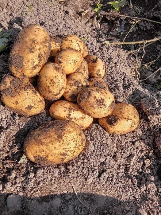 Ziemniaki na Wagę – Smaczne i Zdrowe, Prosto z Pola