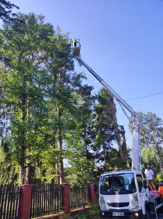 Wycinka drzew / Usługi rębakiem / Pielęgnacja zieleni