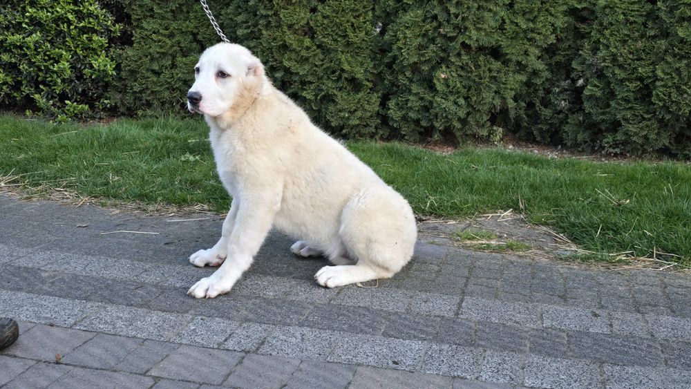 Owczarek środkowoazjatycki azjata pies suka