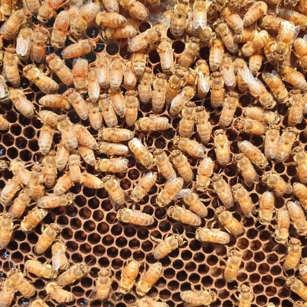 Matki pszczele Ligustica CORDOWAN