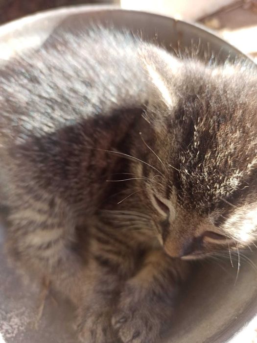 Oddam koty w dobre ręce