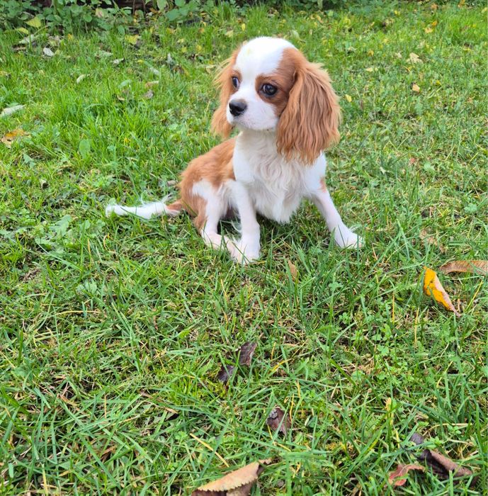 Cavalier King Charles Spaniel - piesek z kompletem szczepień