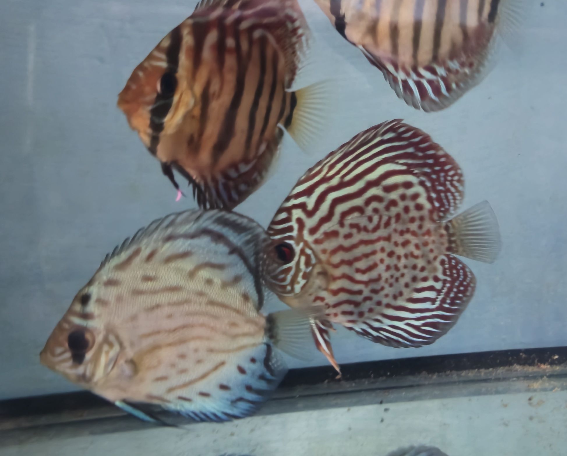Pack 10 discus variados 8 a 12 cm