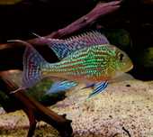 Ziemiojad Sveni, Geophagus sveni