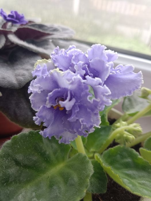 Фіалки дорослі,50 грн