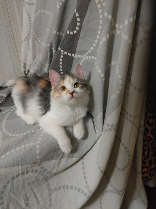 Чудесные котята девочки возраст около 4 месяцев ищут дом!