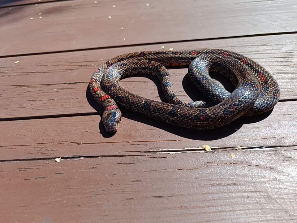 Lancetogłowów meksykański Lampropeltis mexicana wąż