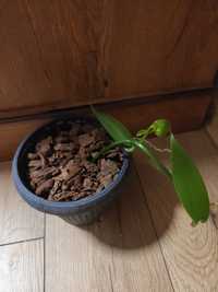 Wanilia - roślina