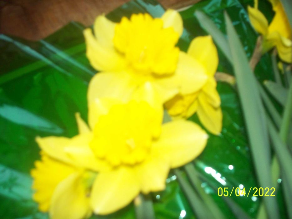 цветы - растения . Тюльпаны разные, нарциссы  желтые крупные