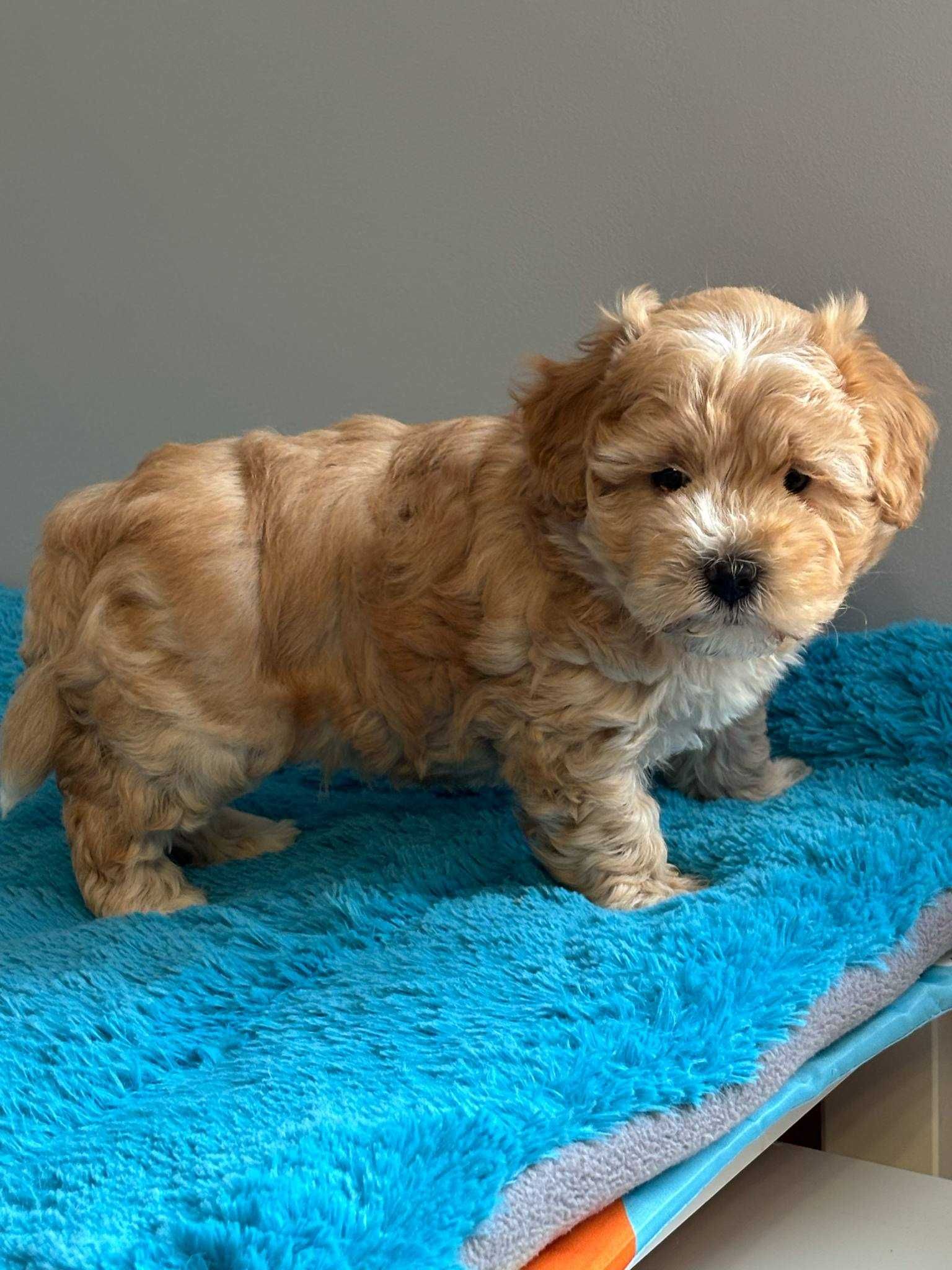 Maltipoo F1-maltańczyk/pudel toy -Pies
