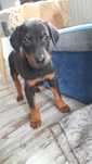 Doberman szczeniak rezerwacja