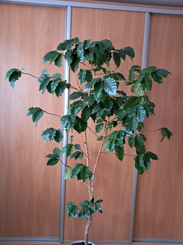 Figa figowiec duży kawa bonsai unikat