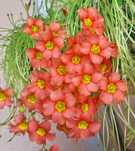 Кислица оксалис oxalis inaequalis луковицы