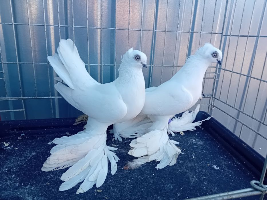 Winery, wywrotki wschodniopruskie,  wywrotek, widyny, wiedyn