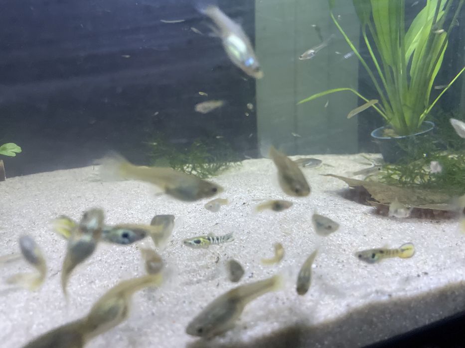 Peixes Endler Yellow Tiger