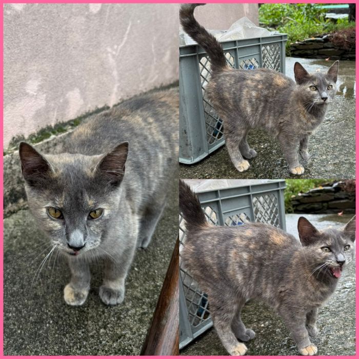 Gatinha para adoção