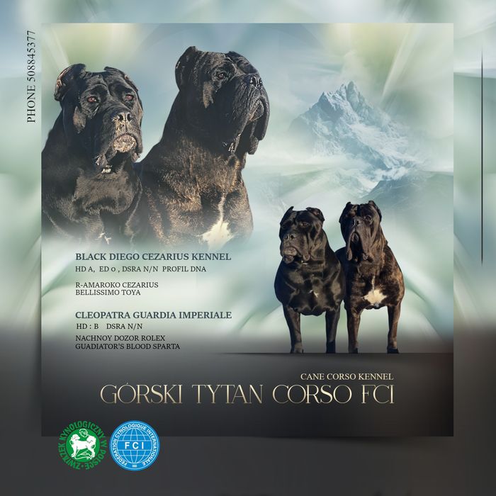 Cane Corso Italiano Zkwp FCI