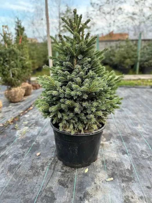 Новорічна Ялина сиза колюча, 70-150 см. Ялинки в горщиках, гурт