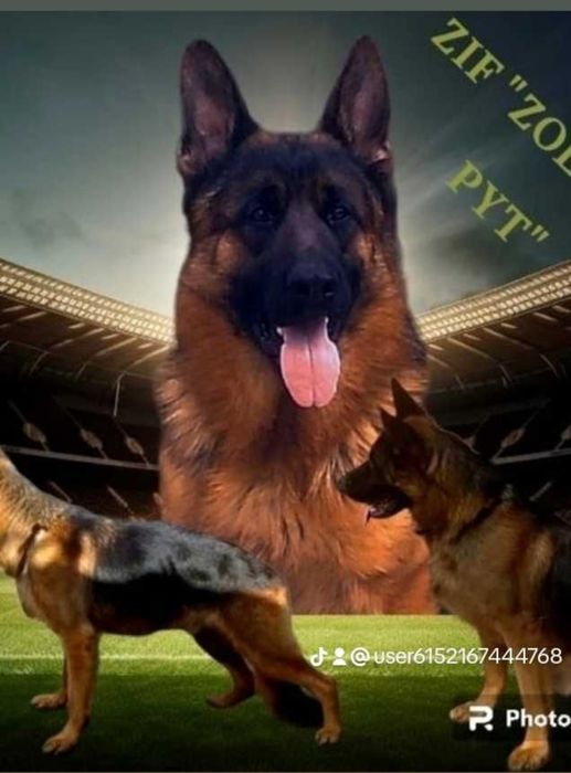 Питомник предлогает роскошную суку.