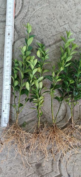 Стрижений бордюрний самшит