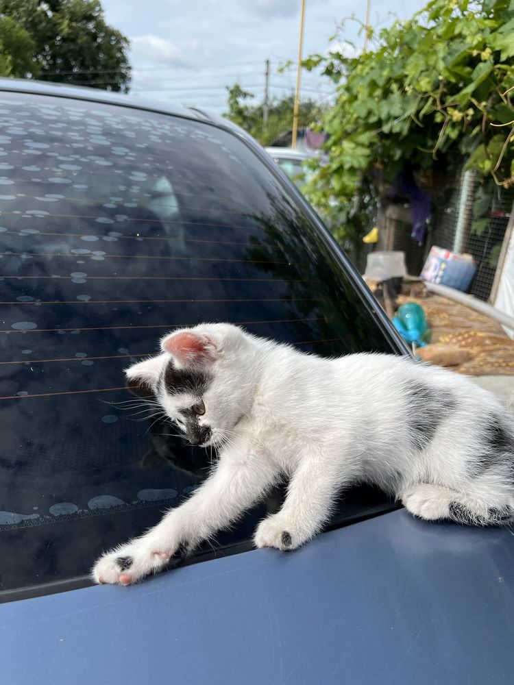 Котики в добрі руки