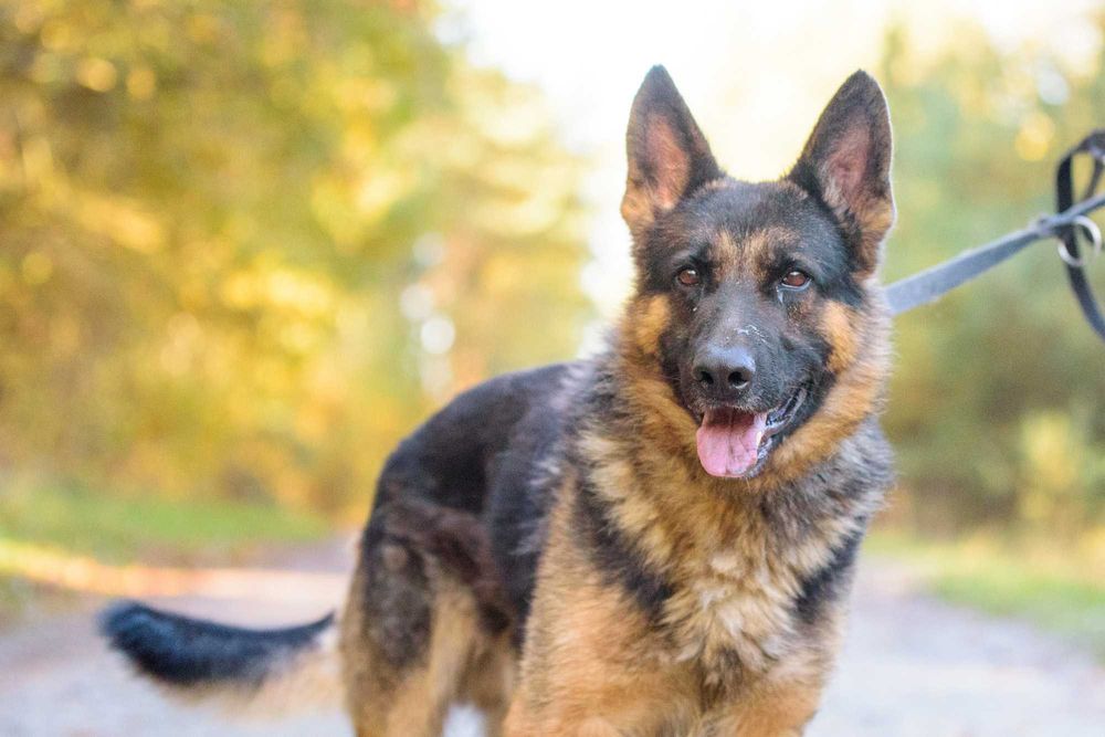 DOKKER - młody w typie owczarek niemiecki