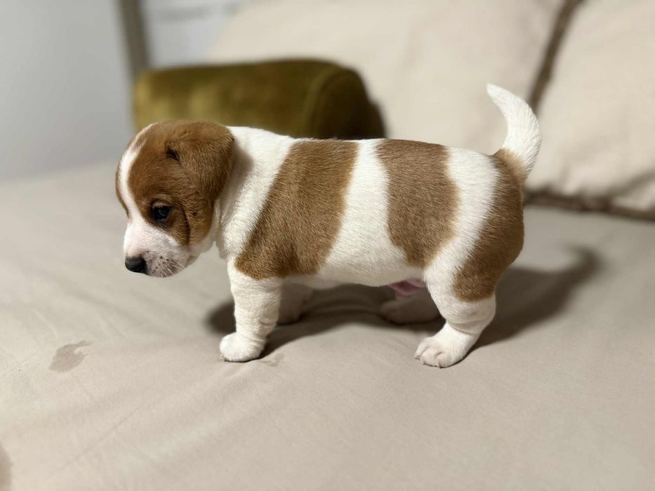 Jack Russel terrier - sliczny piesek !!-rezerwacja