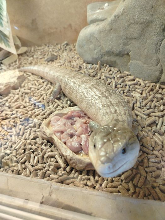 Jaszczurka Scynk olbrzymi 6 lat