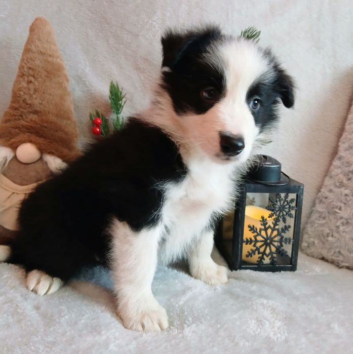 Border collie szczenię