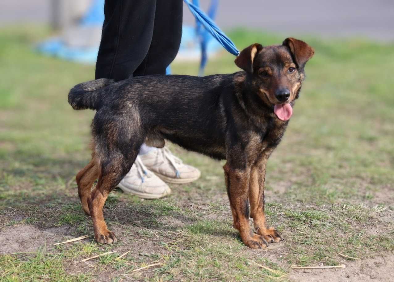 wesoły, młody, nieduży piesek czeka na dom