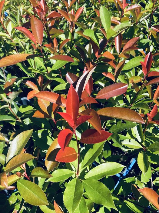 Photinias red robin para sebes