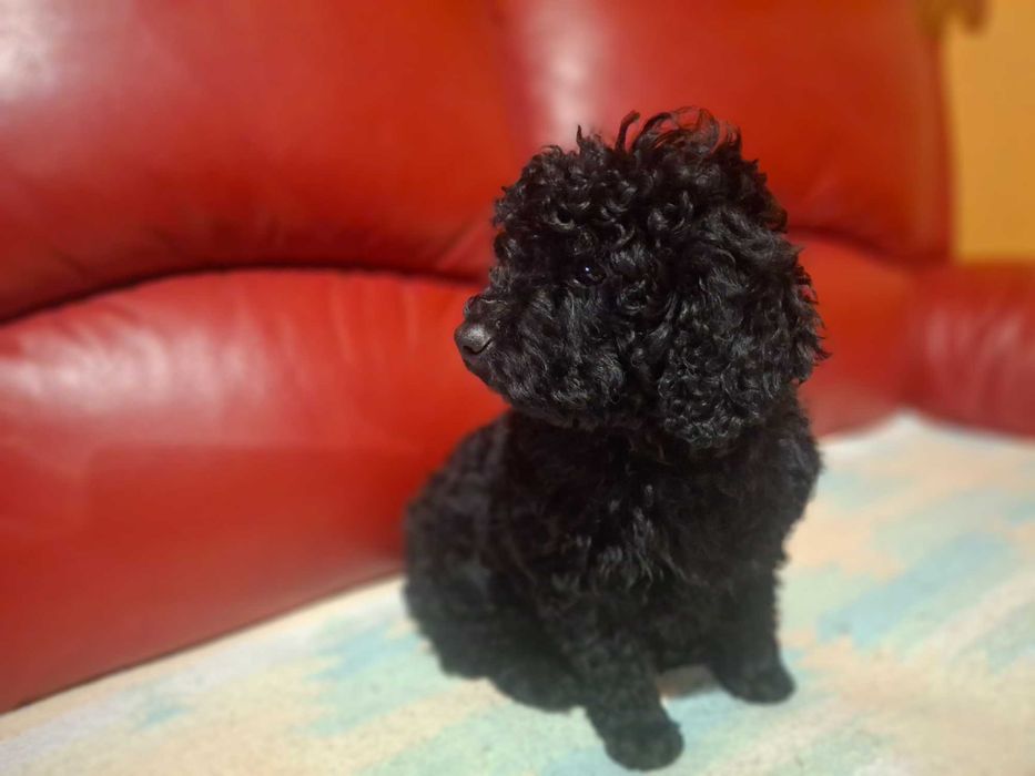 Śliczna Suczka - Pudelka Miniaturki