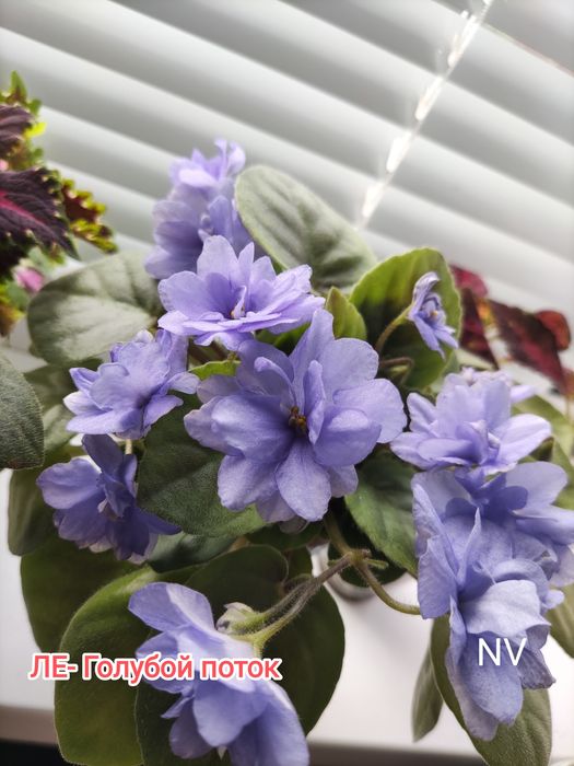 Дешево! Свіжозріз лист фіалок