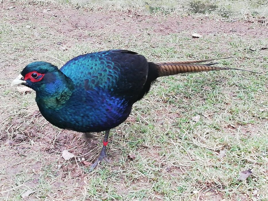 Bażanty melanistyczne