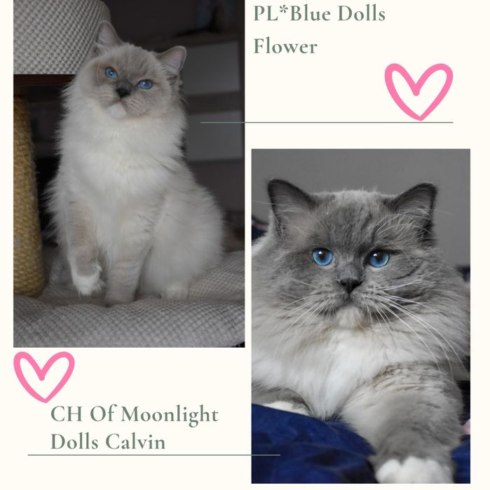 Kocurek ragdoll blue bicolor