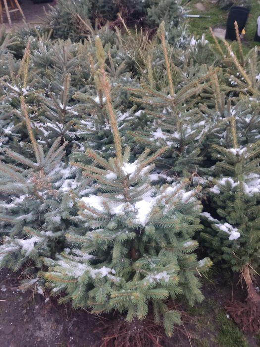 Świerk srebrny i zwyczajny