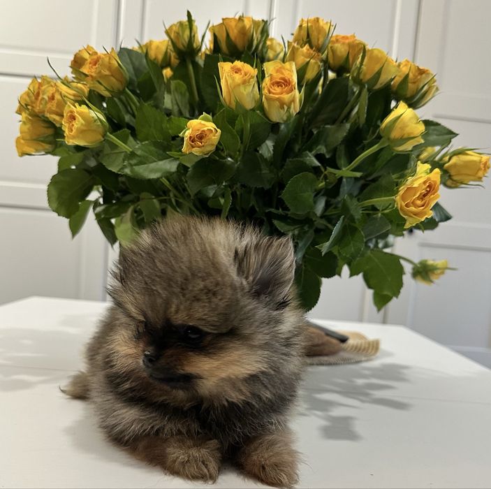 Pomeranian miniaturowy- misiek Baddy