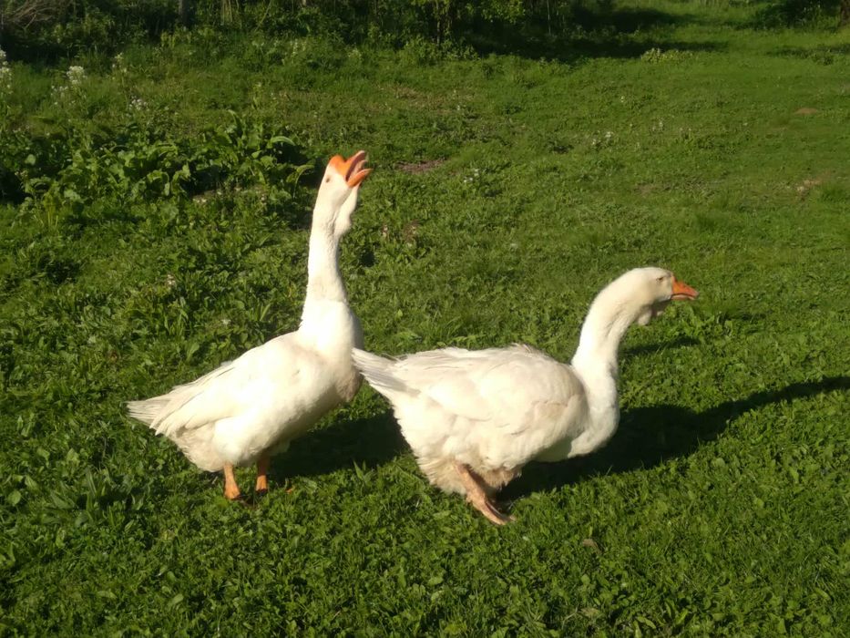 Gęsi chołmogory para
