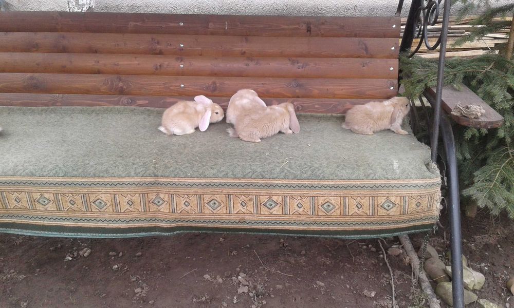 Кролі різних порід