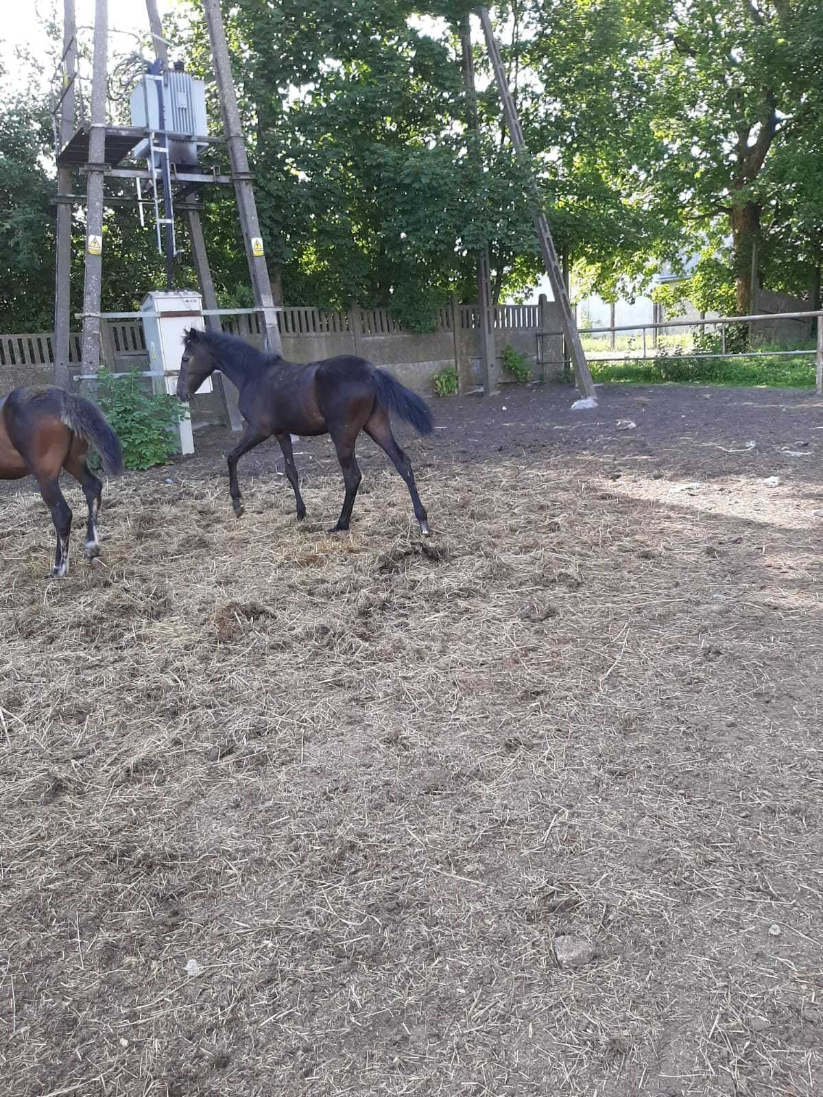Sprzedam konie po ogierze Corrado Boy