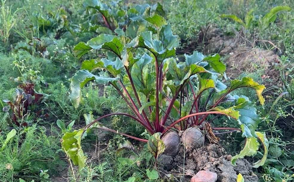 Buraki czerwone EKOLOGICZNE - bez nawozów i oprysków -Warszawa