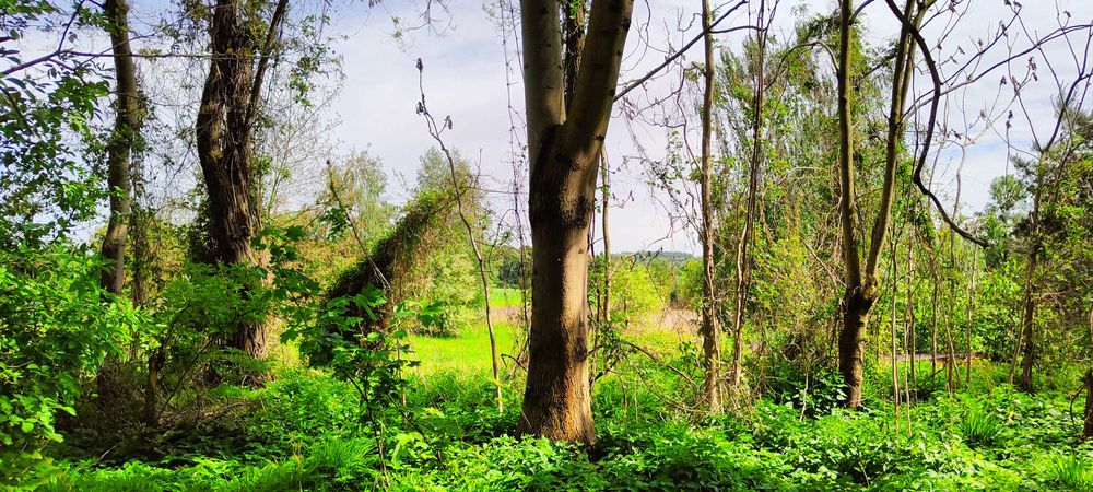 Działki budowlane Zabrze, Ruda Śląska, szybki dojazd do Katowic!
