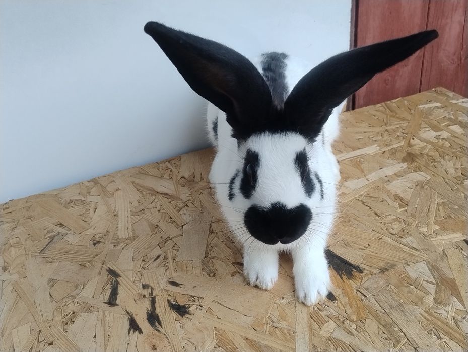 Продам кролів породи Строкач НСВ