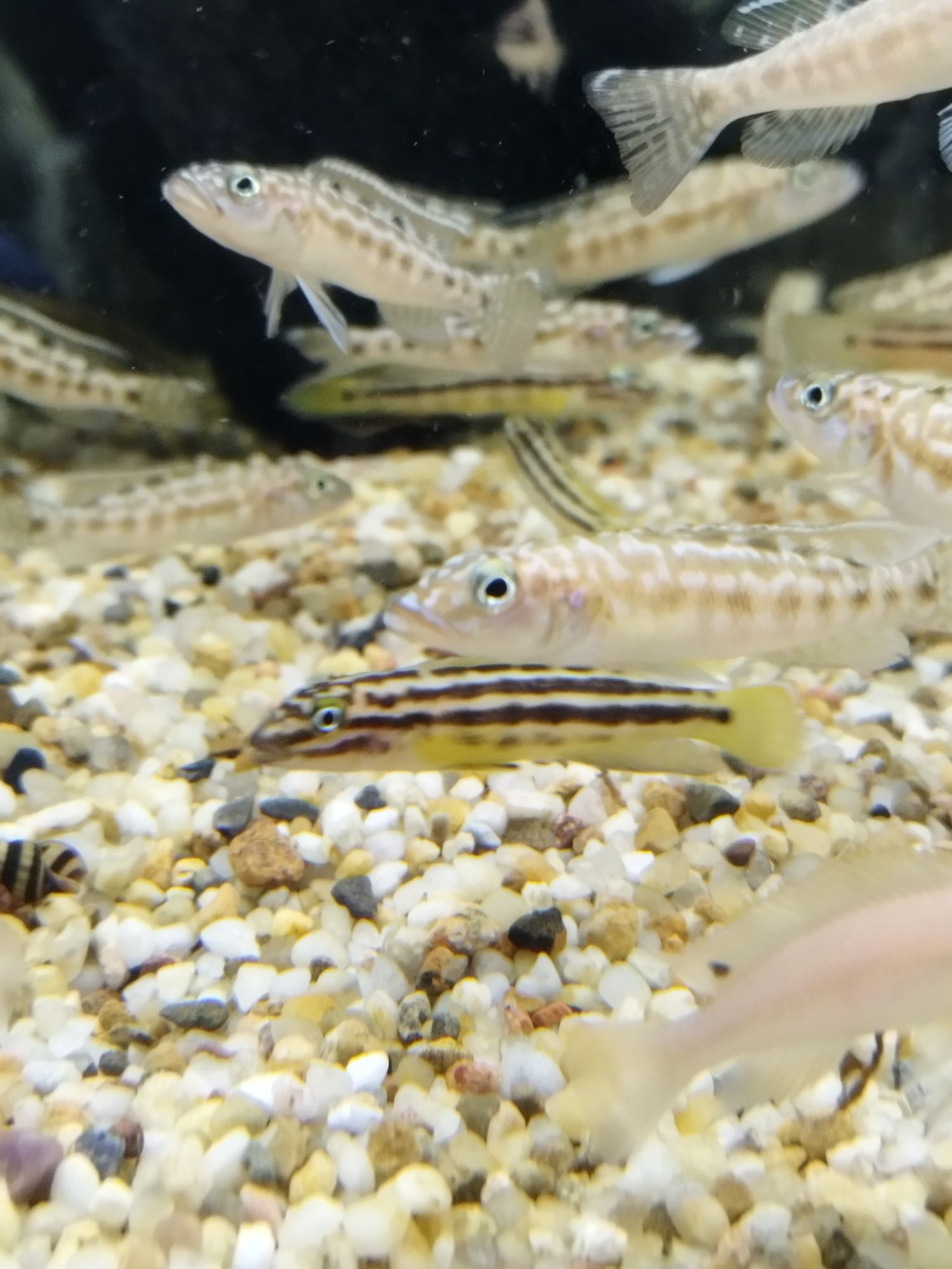 Julidochromis regany malagarasi tanganika