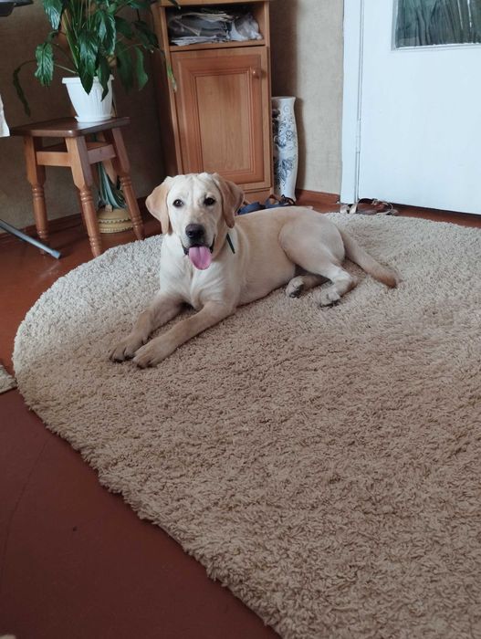 Продається Лабрадор дівчинка